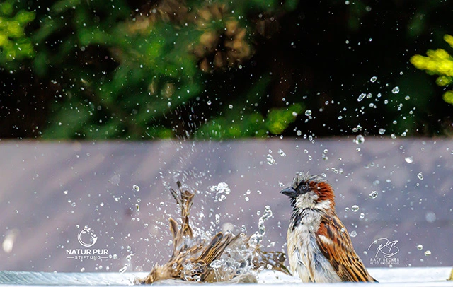 Spatzen beim Baden Spatzen beim Baden
