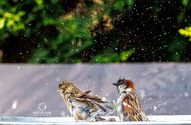 Spatzen Baden