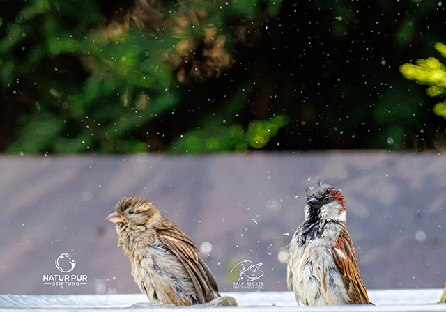 Spatzen haben Spass beim Baden