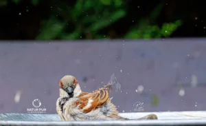 Spatz beim Baden
