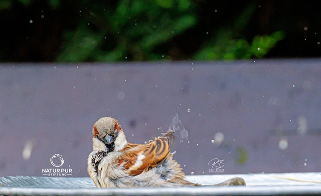 Spatz beim Baden