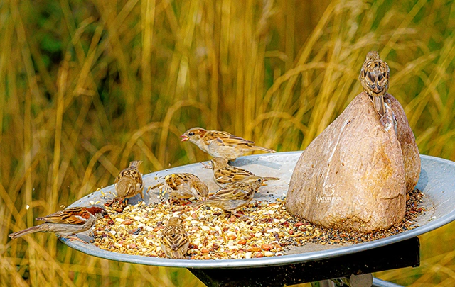 Spatzen beim Fressen Spatzen Fressen