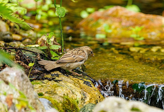 Spatz Baden