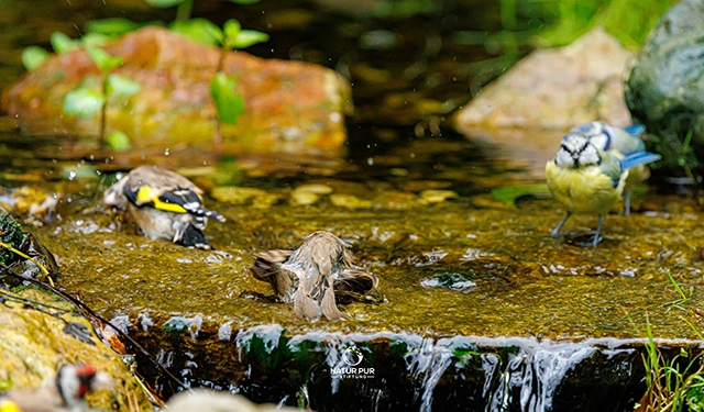Spatz badet