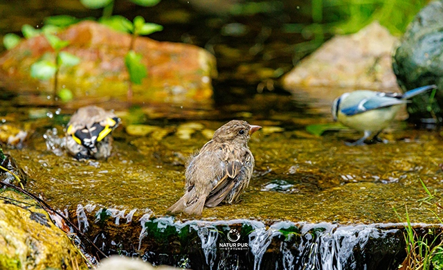 Spatz im Bach