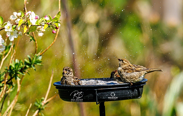 Spatzen Baden