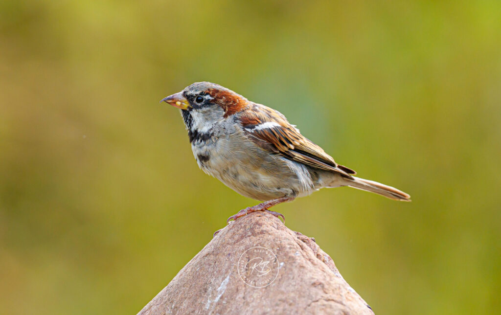 Platz für den Spatz