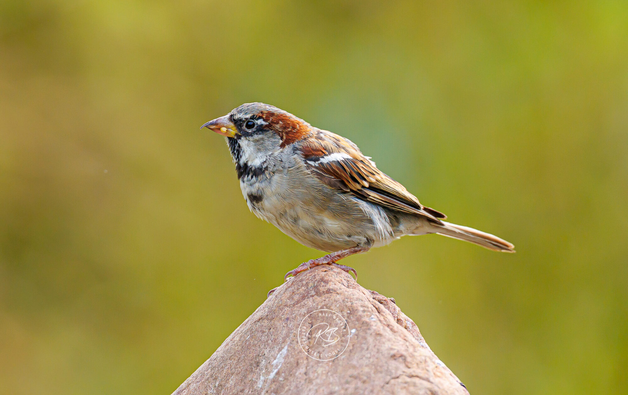 Platz für den Spatz