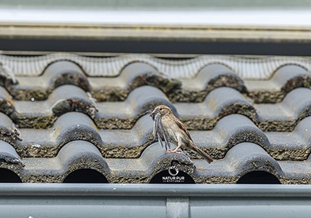 Spatz auf dem Dach